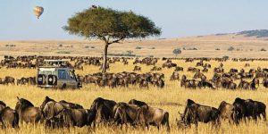 Tanzania safari tours