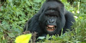 Rwanda tours & gorilla trekking