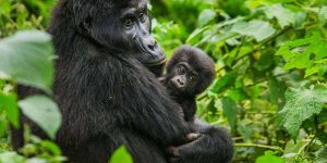 Uganda tours & gorilla trekking