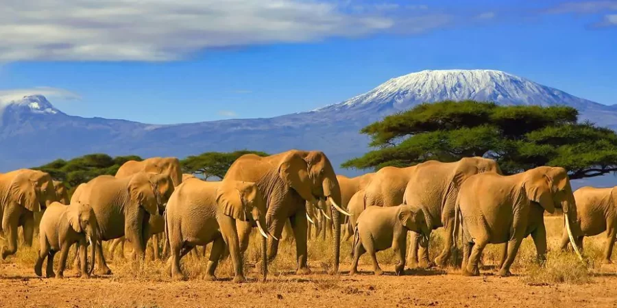 Kenya-photographic-safaris-Amboseli-National-Park.webp