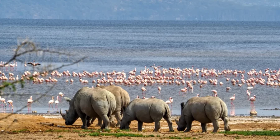 Lake-Nakuru-National-Park-Kenya-best-place-to-see-rhinos-and-flamingos.webp