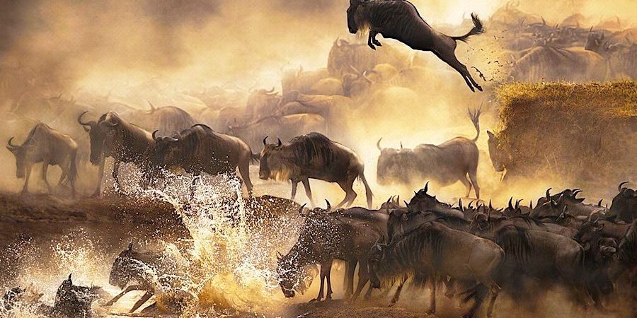Masai-Mara-wildebeest-migration-Kenya-safari-tours.jpg