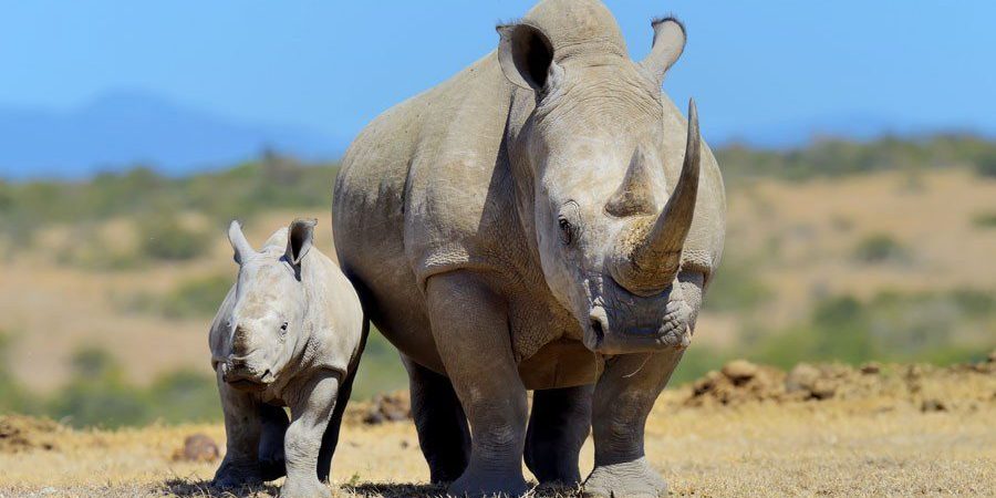 Ol-Pejeta-Conservancy-Kenya-conservation-safari-tour.jpg