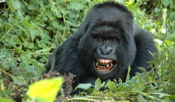 Rwanda tours & gorilla trekking