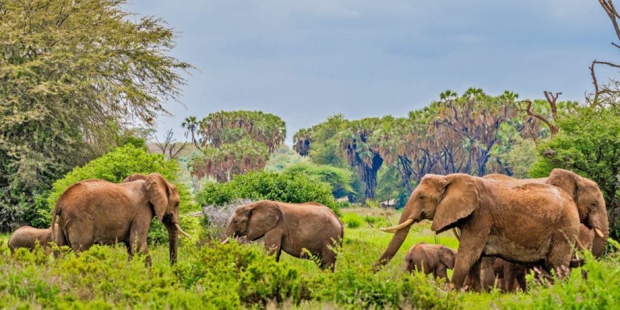 samburu-national-reserve-kenya.jpg